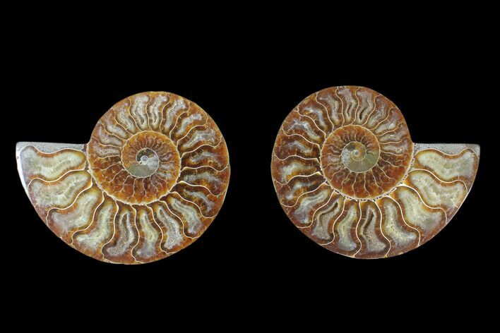 Agate Replaced Ammonite Fossil - Madagascar #166856